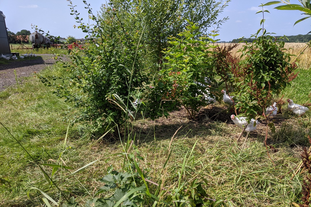 Wilgen knotten bij biologische boerderij Westerkloeke